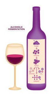 Alcoholic fermentation _ Edition UPSaclay 26 _ EN
