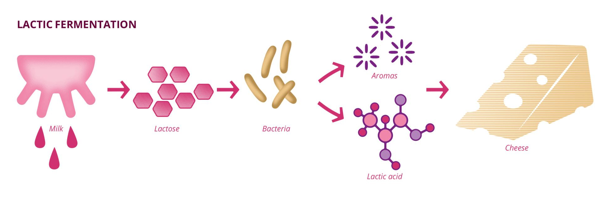 Lactic fermentation_ Edition UPSaclay 26 _ EN